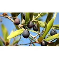 Olive Oil Seeds Manufacturer Supplier Wholesale Exporter Importer Buyer Trader Retailer in Pune Maharashtra India